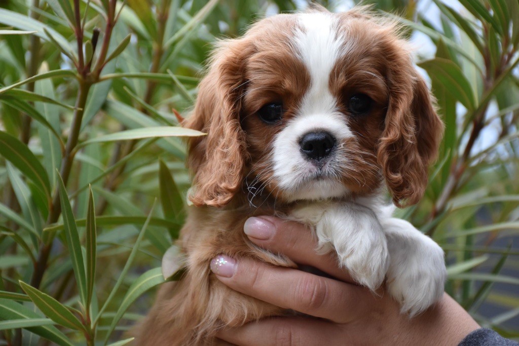 Du Domaine De Mayna Love - Chiot disponible  - Cavalier King Charles Spaniel