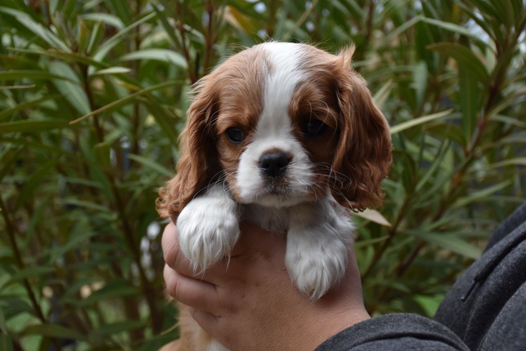 Du Domaine De Mayna Love - Chiot disponible  - Cavalier King Charles Spaniel