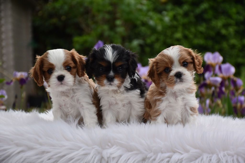 chiot Cavalier King Charles Spaniel Du Domaine De Mayna Love