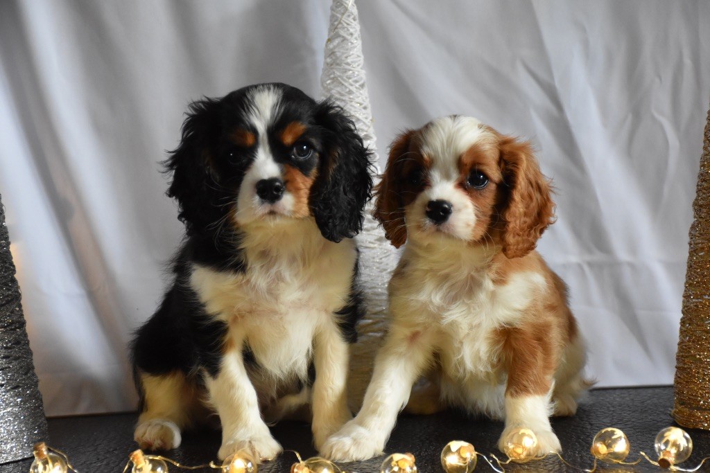 chiot Cavalier King Charles Spaniel Du Domaine De Mayna Love