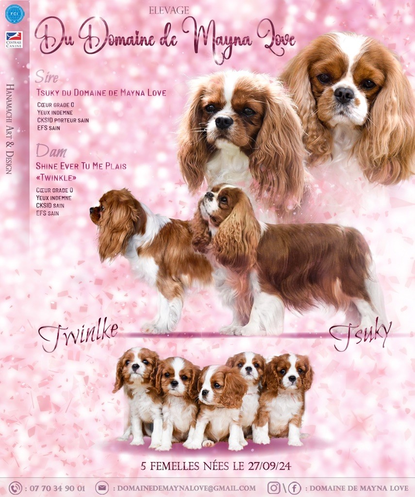 chiot Cavalier King Charles Spaniel Du Domaine De Mayna Love