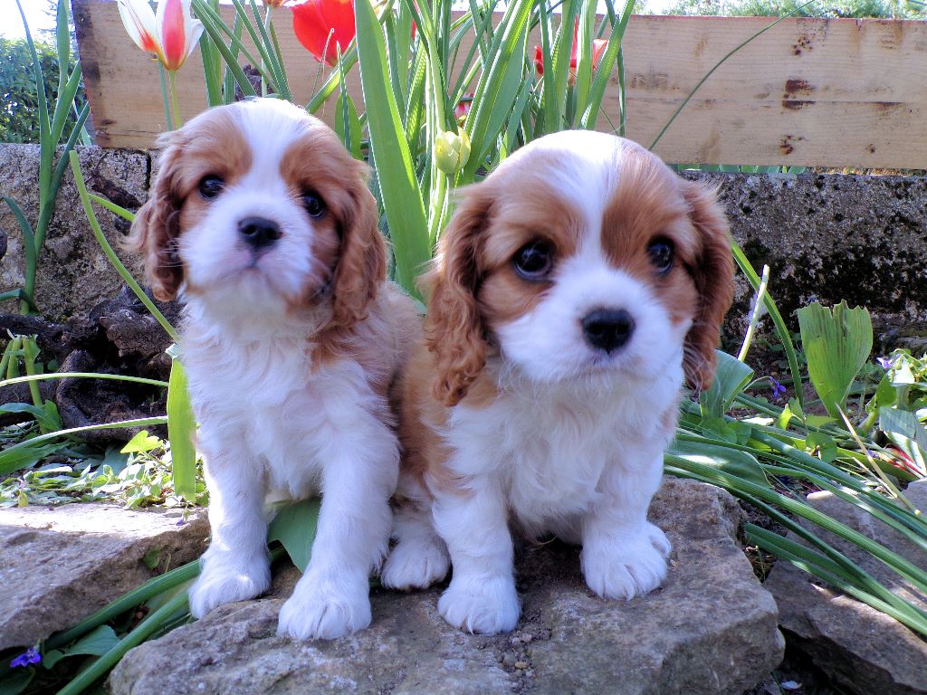 Du Domaine De Mayna Love - Cavalier King Charles Spaniel - Portée née le 06/02/2020