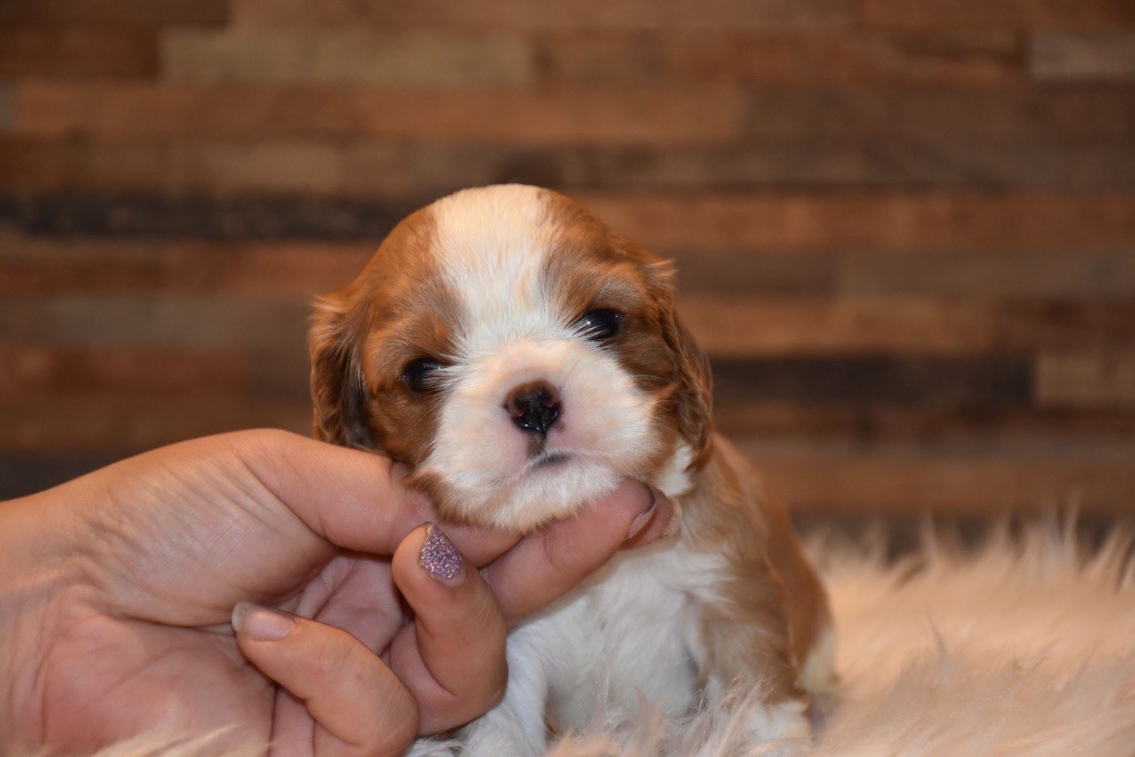 Du Domaine De Mayna Love - Chiot disponible  - Cavalier King Charles Spaniel