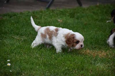 Du Domaine De Mayna Love - Cavalier King Charles Spaniel - Portée née le 13/04/2024