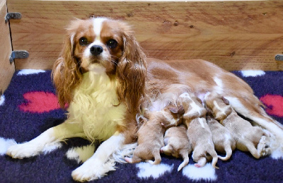 Du Domaine De Mayna Love - Cavalier King Charles Spaniel - Portée née le 27/09/2024