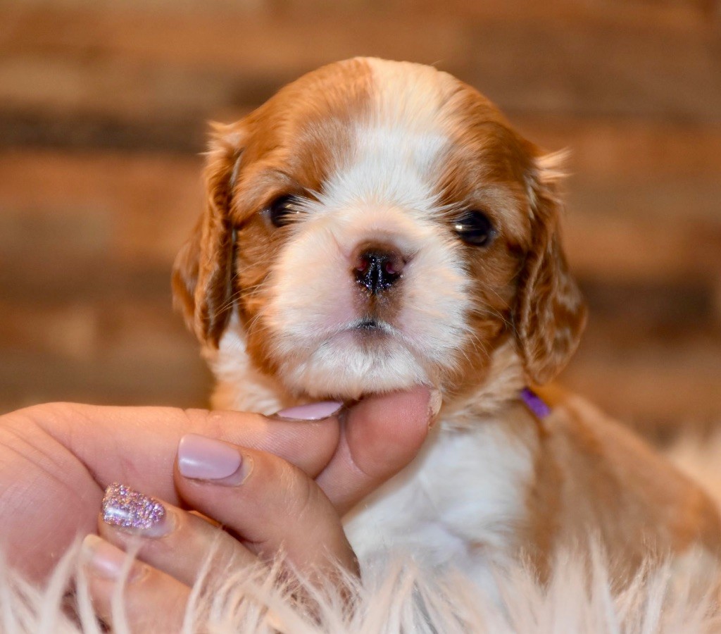 Du Domaine De Mayna Love - Chiot disponible  - Cavalier King Charles Spaniel