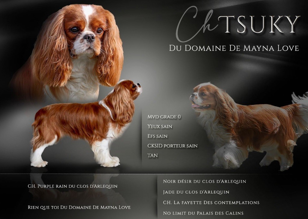CH. Tsuky Du Domaine De Mayna Love