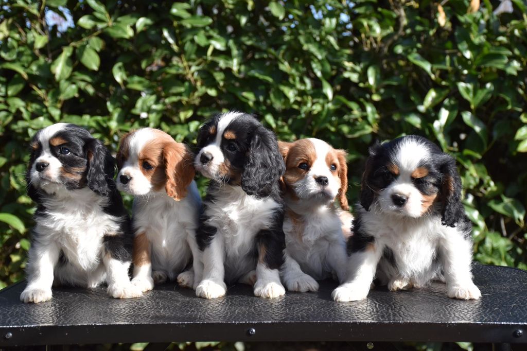 Du Domaine De Mayna Love - Cavalier King Charles Spaniel - Portée née le 15/01/2021