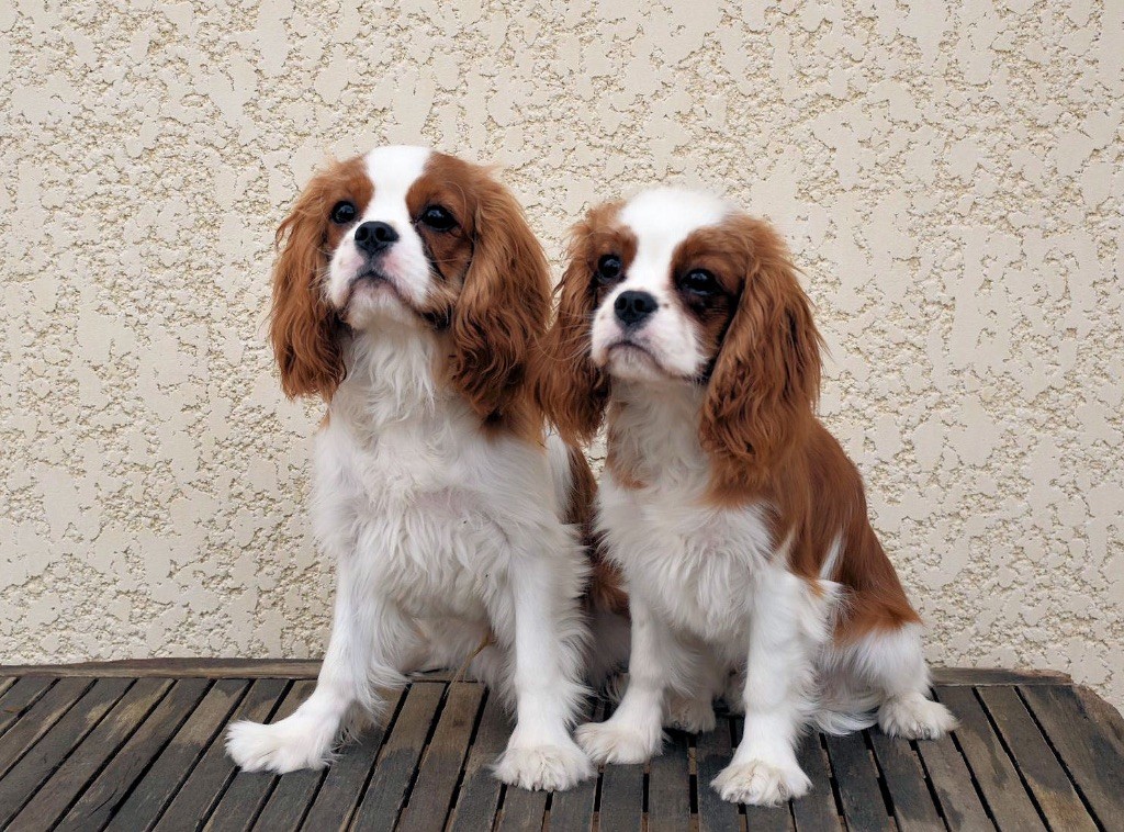 Du Domaine De Mayna Love - Cavalier King Charles Spaniel - Portée née le 03/03/2023
