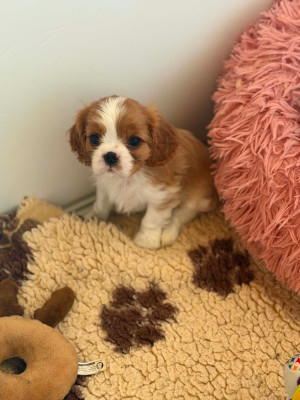 Belle Mirabelle